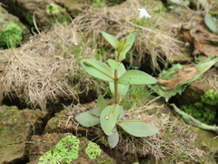 Lindernia procumbens