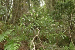 Brachyglottis kirkii