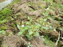 Lindernia procumbens