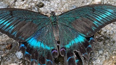 Papilio maackii