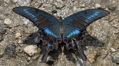 Papilio maackii