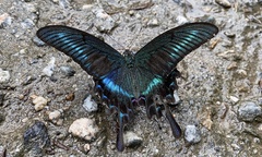 Papilio maackii