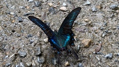 Papilio maackii
