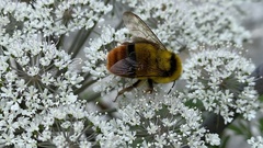 Bombus