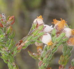 Erica oreotragus