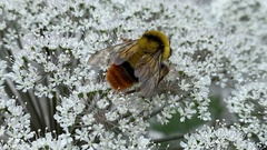 Bombus