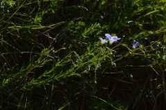 Linum alpinum