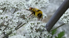 Bombus