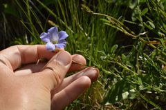 Linum alpinum