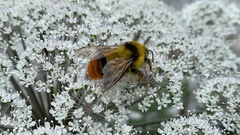 Bombus