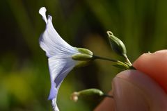 Linum alpinum