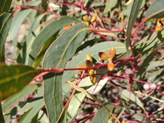 Eucalyptus leptophylla