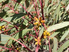 Eucalyptus leptophylla