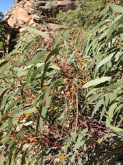 Eucalyptus leptophylla