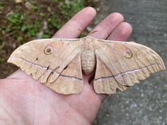 Antheraea yamamai