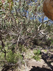 Eucalyptus leptophylla
