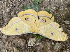 Antheraea yamamai