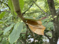 Antheraea yamamai
