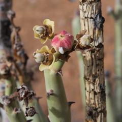 Euphorbia dregeana