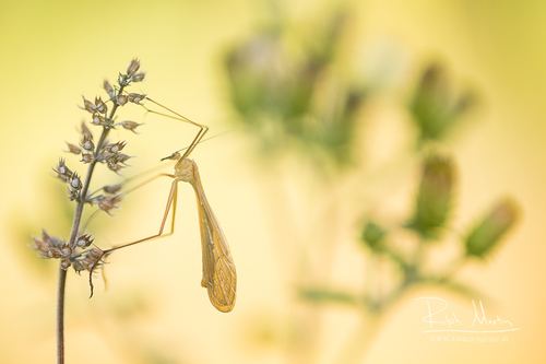Bittacus italicus · iNaturalist