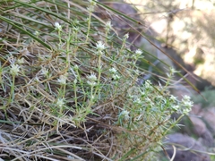 Scleranthus pungens