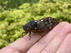 Graptopsaltria nigrofuscata