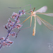 Bittacus italicus - Photo (c) Ralph Martin,  זכויות יוצרים חלקיות (CC BY-NC-ND), הועלה על ידי Ralph Martin