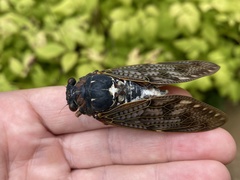 Graptopsaltria nigrofuscata