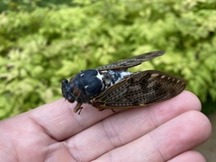 Graptopsaltria nigrofuscata