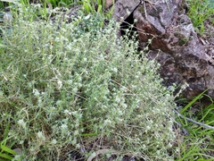 Scleranthus pungens