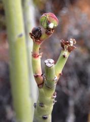Euphorbia dregeana