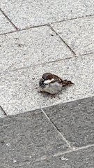 Passer domesticus