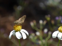 Pelopidas mathias mathias