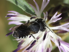 Megachile apicalis