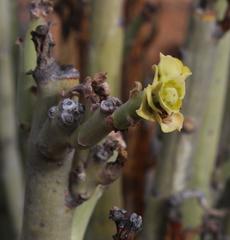 Euphorbia dregeana