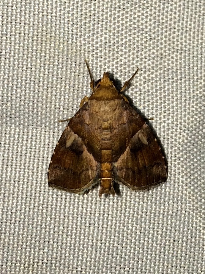 Cecharismena nectarea