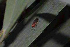 Dryomyzidae