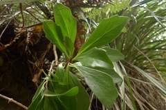 Brachyglottis kirkii