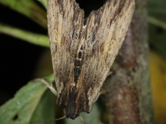 Lithophane semibrunnea