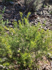 Acacia rupicola