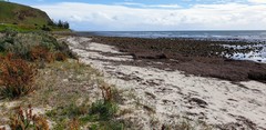 Posidonia australis