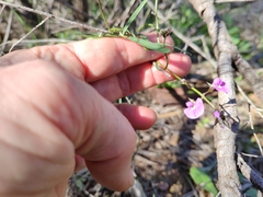 Glycine rubiginosa