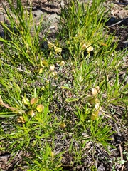 Dodonaea viscosa angustissima