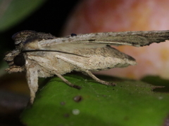 Lithophane semibrunnea