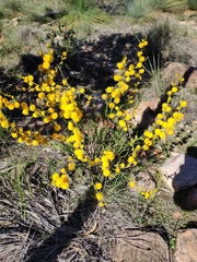 Acacia continua