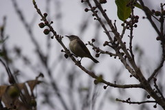Conopophila rufogularis