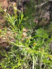 Olearia decurrens