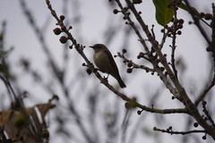 Conopophila rufogularis