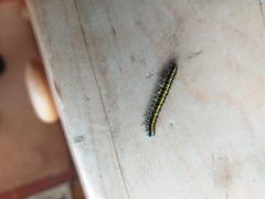 Callimorpha dominula