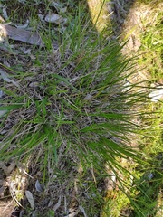 Lomandra densiflora